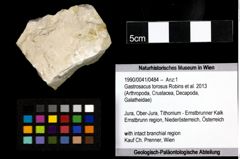 Foto (Objekt + Etiketten) von Gastrosacus torosus (Robins et al., 2013) 